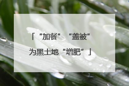 “加餐”“盖被” 为黑土地“增肥”