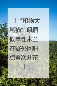 “植物大熊猫”峨眉拟单性木兰在野外回归点首次开花