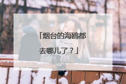 烟台的海鸥都去哪儿了？