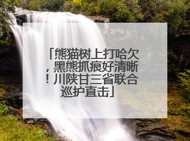 熊猫树上打哈欠，黑熊抓痕好清晰！川陕甘三省联合巡护直击