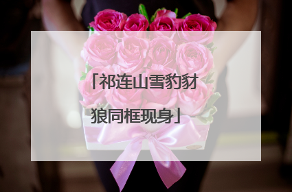 祁连山雪豹豺狼同框现身