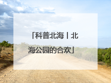 科普北海丨北海公园的合欢