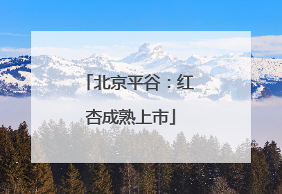 北京平谷：红杏成熟上市