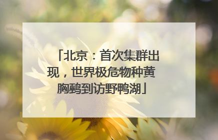 北京：首次集群出现，世界极危物种黄胸鹀到访野鸭湖