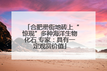 合肥罍街地砖上“惊现”多种海洋生物化石 专家：具有一定观赏价值