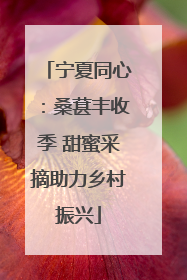 宁夏同心：桑葚丰收季 甜蜜采摘助力乡村振兴