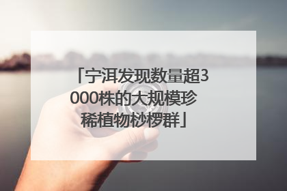 宁洱发现数量超3000株的大规模珍稀植物桫椤群