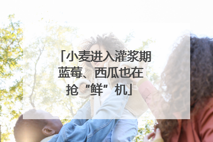 小麦进入灌浆期 蓝莓、西瓜也在抢“鲜”机