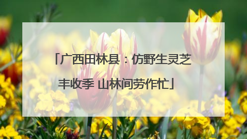 广西田林县：仿野生灵芝丰收季 山林间劳作忙