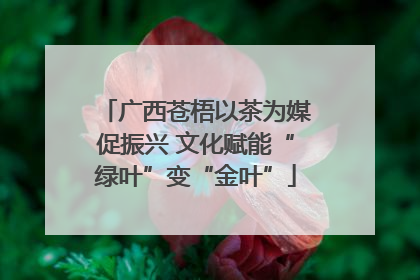 广西苍梧以茶为媒促振兴 文化赋能“绿叶”变“金叶”