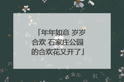 年年如意 岁岁合欢 石家庄公园的合欢花又开了