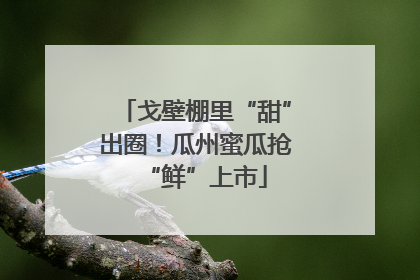 戈壁棚里“甜”出圈！瓜州蜜瓜抢“鲜”上市