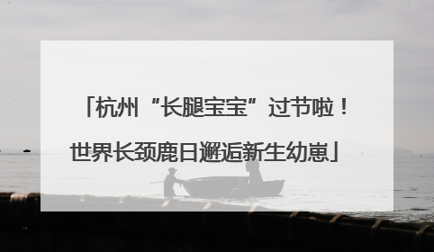 杭州“长腿宝宝”过节啦！世界长颈鹿日邂逅新生幼崽