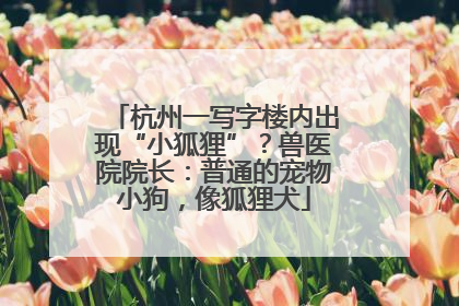 杭州一写字楼内出现“小狐狸”？兽医院院长：普通的宠物小狗，像狐狸犬