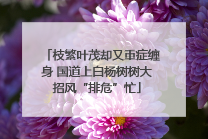 枝繁叶茂却又重症缠身 国道上白杨树树大招风“排危”忙
