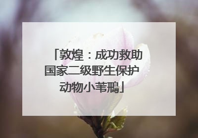 敦煌：成功救助国家二级野生保护动物小苇鳽