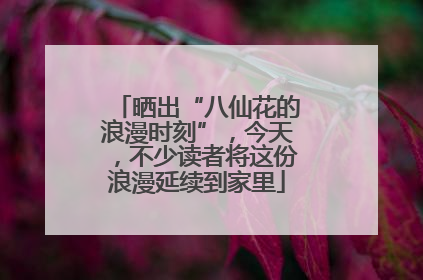 晒出“八仙花的浪漫时刻”，今天，不少读者将这份浪漫延续到家里