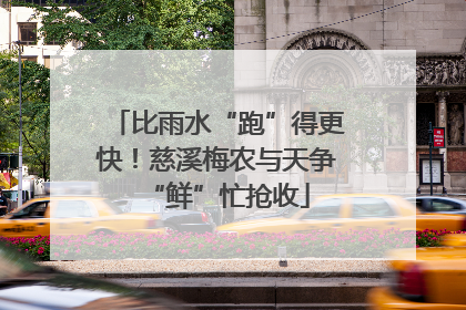 比雨水“跑”得更快！慈溪梅农与天争“鲜”忙抢收