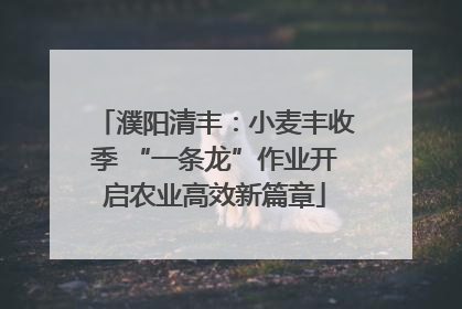 濮阳清丰：小麦丰收季 “一条龙”作业开启农业高效新篇章