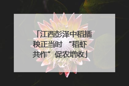 江西彭泽中稻插秧正当时 “稻虾共作”促农增收