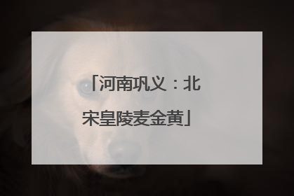 河南巩义：北宋皇陵麦金黄