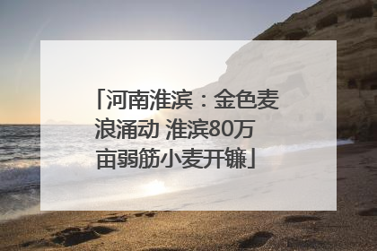 河南淮滨：金色麦浪涌动 淮滨80万亩弱筋小麦开镰