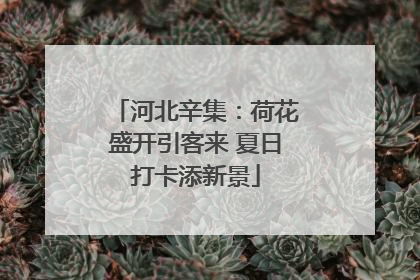 河北辛集：荷花盛开引客来 夏日打卡添新景