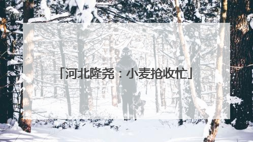 河北隆尧：小麦抢收忙