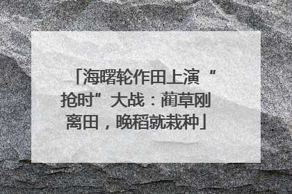 海曙轮作田上演“抢时”大战：蔺草刚离田，晚稻就栽种