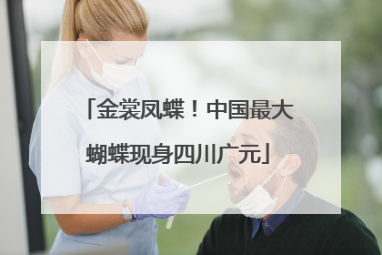金裳凤蝶！中国最大蝴蝶现身四川广元