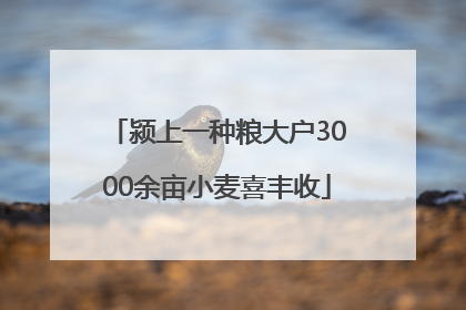 颍上一种粮大户3000余亩小麦喜丰收