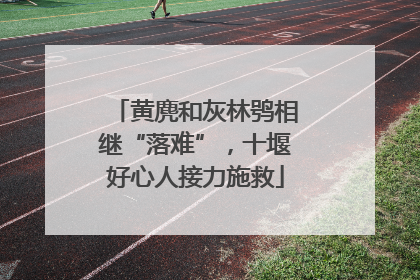 黄麂和灰林鸮相继“落难”，十堰好心人接力施救