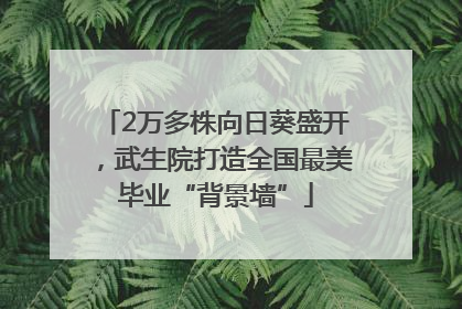 2万多株向日葵盛开，武生院打造全国最美毕业“背景墙”
